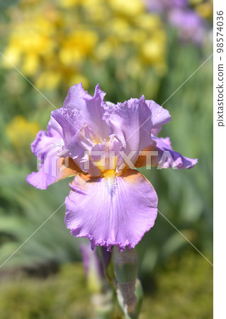 Tall bearded iris Horny Lorri 98574036