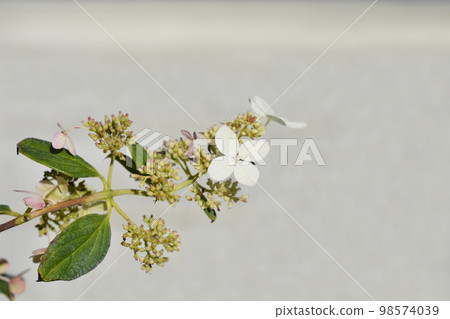 Paniculate hydrangea Cofetti Paniculate hydrangea Cofetti 98574039