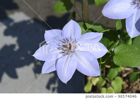 Bernardine Clematis 98574046
