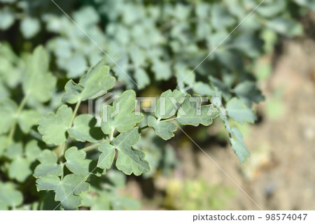 Yellow meadow rue Yellow meadow rue 98574047
