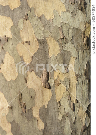 London plane 98574054