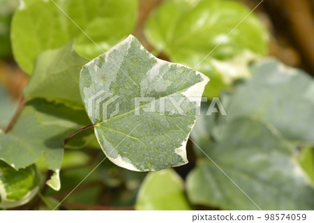 Algerian ivy Glorie de Marengo 98574059