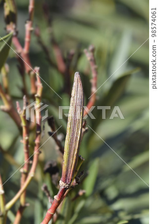 Common oleander 98574061
