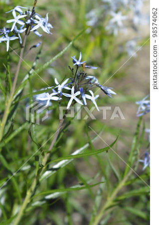 Blue Star Ernst Pagels 98574062