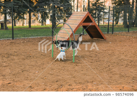 Dog jack russell terrier and husky funny playing together outdoors in dogs playground at sunny spring day Dog jack russell terrier and husky funny playing together outdoors in dogs playground at sunny spring day 98574096