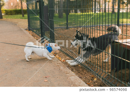Dog jack russell terrier and husky funny playing together outdoors in dogs playground at sunny spring day Dog jack russell terrier and husky funny playing together outdoors in dogs playground at sunny spring day 98574098
