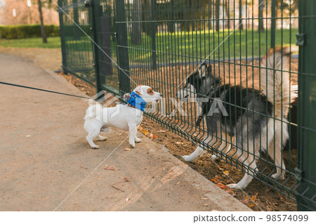 Dog jack russell terrier and husky funny playing together outdoors in dogs playground at sunny spring day 98574099