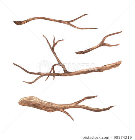 A set of small branches without leaves. Watercolor illustration. Brown dry straight twig. Isolated on a white background. For rustic print design, eco friendly packaging, vintage stickers A set of small branches without leaves. Watercolor illustration. Brown dry straight twig. Isolated on a white background. For rustic print design, eco friendly packaging, vintage stickers 98574219