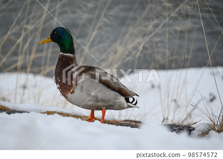 A duck on the snow 98574572