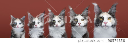 kitten to cat growth process. Maine Coon kitten growing up kitten to cat growth process. Maine Coon kitten growing up 98574858
