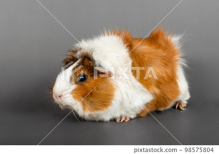 Guinea pig rosette on a gray background. cute rodent guinea pig on colored background Guinea pig rosette on a gray background. cute rodent guinea pig on colored background 98575804