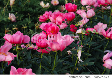Beautiful peony flower in full bloom in the garden. 98575873