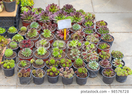 Common Houseleek Plants Common Houseleek Plants 98576728