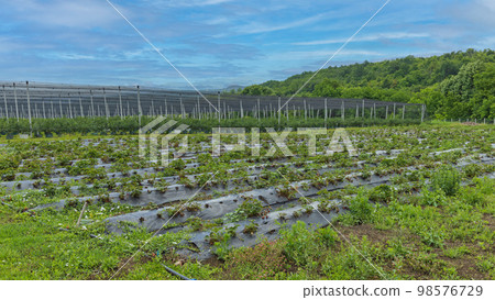 Foil Growing Strawberries Foil Growing Strawberries 98576729