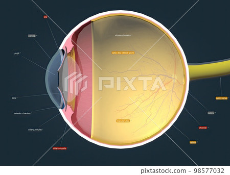 Structure of the Human Eye and anatomy of vision Structure of the Human Eye and anatomy of vision 98577032