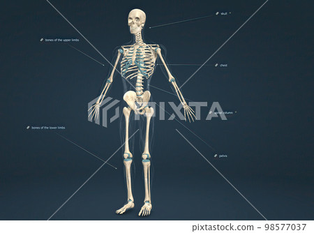 human skeleton, the internal skeleton that serves as a framework for the body. 98577037