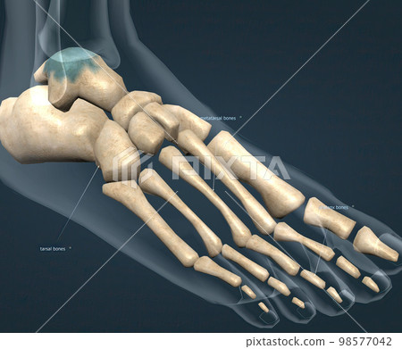 The foot is conventionally divided into three zones. hindfoot, midfoot, and forefoot The foot is conventionally divided into three zones. hindfoot, midfoot, and forefoot 98577042