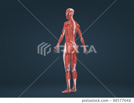 Female human muscular system anatomy 98577048