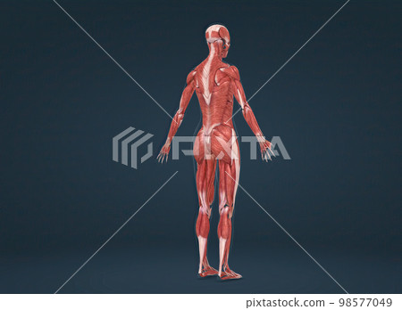 Female human muscular system anatomy 98577049