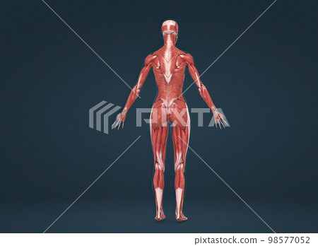 Female human muscular system anatomy 98577052