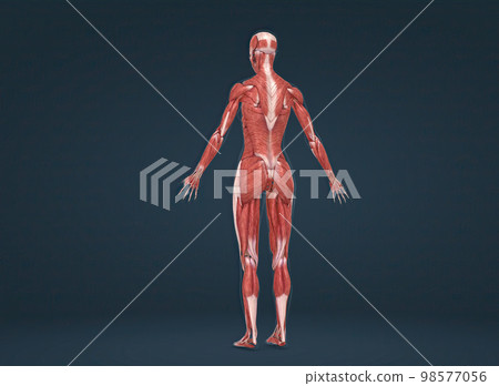 Female human muscular system anatomy 98577056