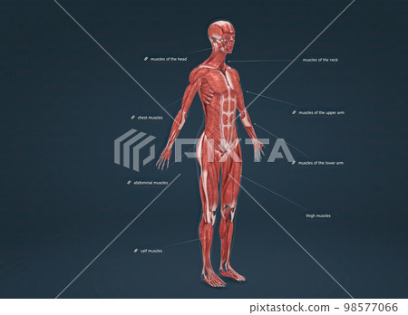 Female human muscular system anatomy 98577066