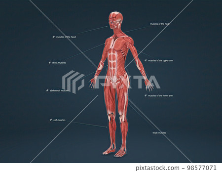 Female human muscular system anatomy Female human muscular system anatomy 98577071