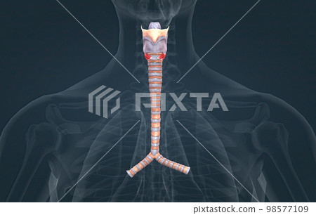 The trachea is the long tube that connects your larynx to your bronchi. The trachea is the long tube that connects your larynx to your bronchi. 98577109