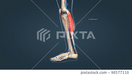 Skeletal muscle, hind leg skeletal muscle Skeletal muscle, hind leg skeletal muscle 98577110