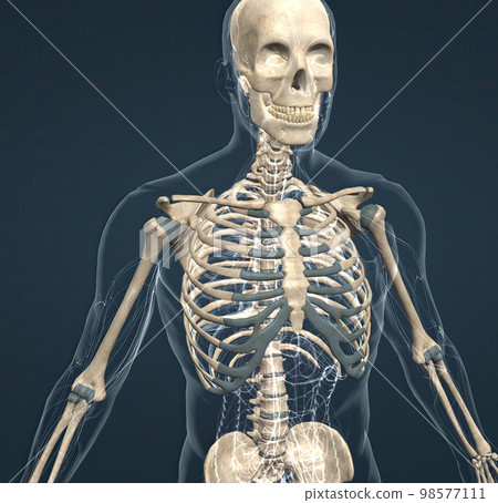 human skeleton, the internal skeleton that serves as a framework for the body. 98577111
