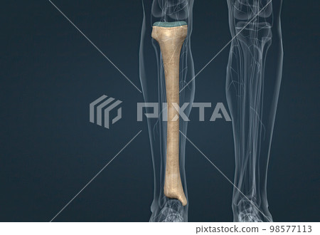 In human anatomy, the tibia is the second largest bone after the femur. 98577113