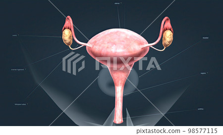 A female's internal reproductive organs A female's internal reproductive organs 98577115
