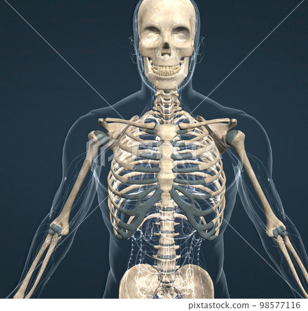 human skeleton, the internal skeleton that serves as a framework for the body. human skeleton, the internal skeleton that serves as a framework for the body. 98577116