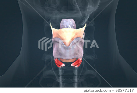 The larynx is an organ located in the anterior neck. 98577117