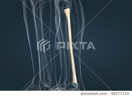 Fibula bone that carries the body 98577119