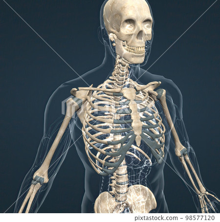 human skeleton, the internal skeleton that serves as a framework for the body. human skeleton, the internal skeleton that serves as a framework for the body. 98577120