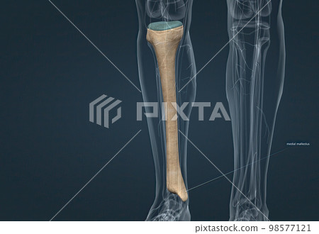 In human anatomy, the tibia is the second largest bone after the femur. In human anatomy, the tibia is the second largest bone after the femur. 98577121