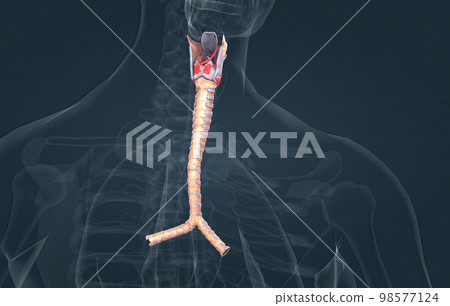 The trachea is the long tube that connects your larynx to your bronchi. The trachea is the long tube that connects your larynx to your bronchi. 98577124