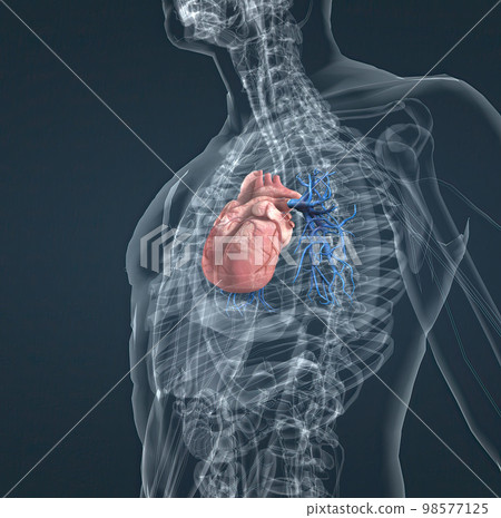 The blood vessels of the pulmonary circulation are the pulmonary arteries and the pulmonary veins The blood vessels of the pulmonary circulation are the pulmonary arteries and the pulmonary veins 98577125