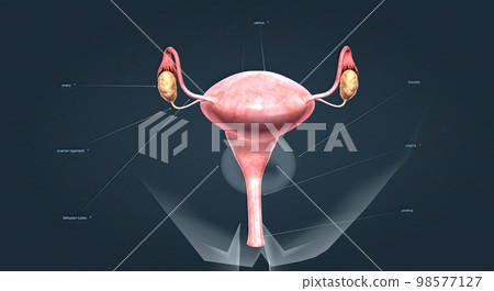 A female's internal reproductive organs A female's internal reproductive organs 98577127