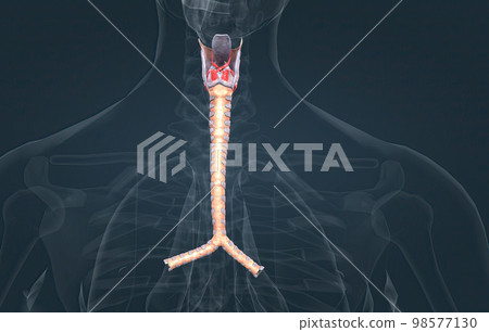 The trachea is the long tube that connects your larynx to your bronchi. The trachea is the long tube that connects your larynx to your bronchi. 98577130