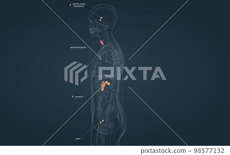 The hormonal system has various glands that release different hormones. 98577132