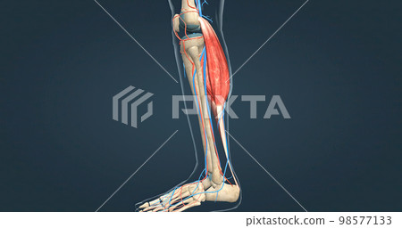 Skeletal muscle, hind leg skeletal muscle Skeletal muscle, hind leg skeletal muscle 98577133