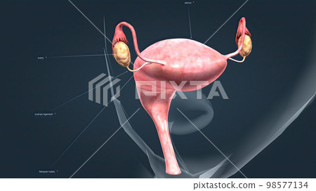 A female's internal reproductive organs A female's internal reproductive organs 98577134