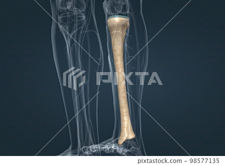 In human anatomy, the tibia is the second largest bone after the femur. In human anatomy, the tibia is the second largest bone after the femur. 98577135