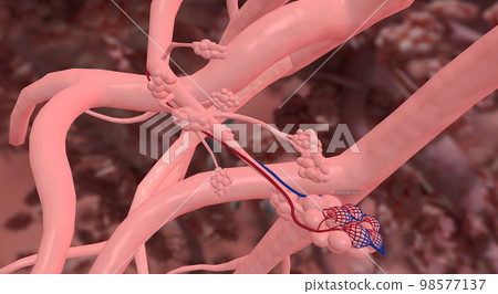 Bronchioles and alveoli in the lungs Bronchioles and alveoli in the lungs 98577137