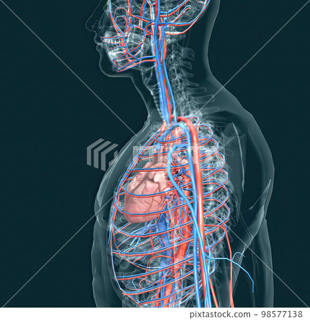 The circulatory system consists of blood vessels that carry blood to the heart. The circulatory system consists of blood vessels that carry blood to the heart. 98577138