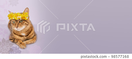 Ginger cat with a flower wreath on a purple background. Ginger cat with a flower wreath on a purple background. 98577168