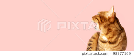 Ginger cat with open mouth on a pink background with copy space. Ginger cat with open mouth on a pink background with copy space. 98577169