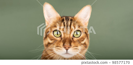 Muzzle of a Bengal cat with green eyes close-up on a green background. 98577170